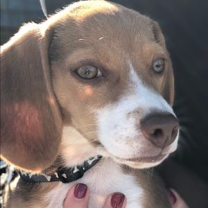 Meet your Posher, Betsy